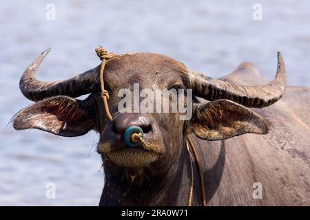 Wasserbüffel (Bubalus arnee), Langkawi Insel, Kerabau, Büffel, Haus Büffel (Bos arnee), Malaysia Stockfoto