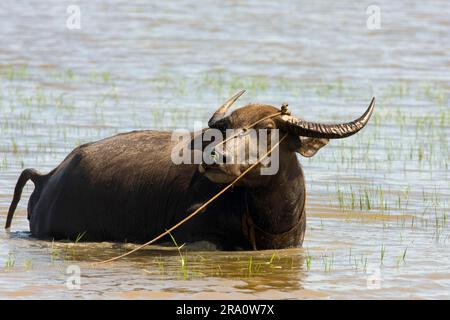 Wasserbüffel (Bubalus arnee), Langkawi Insel, Kerabau, Büffel, Haus Büffel (Bos arnee), Malaysia Stockfoto