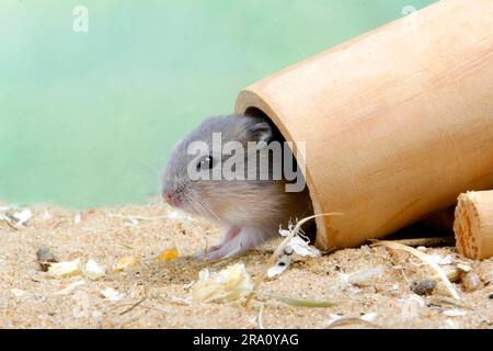 Junger russischer Zwerghamster in Tube (Phodopus sungorus) Stockfoto