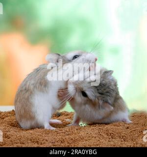 Roborovski (Phodopus roborovskii) Hamsters, Paar Stockfoto