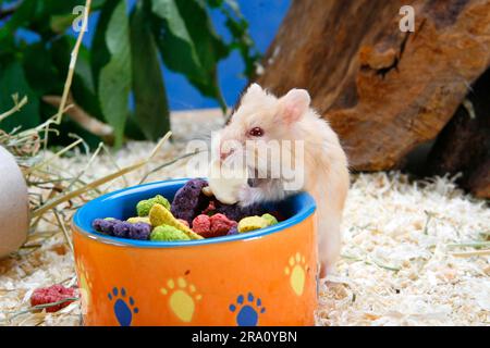 Campbells Zwerghamster (Phodopus campbelli), Fütterschüssel Stockfoto