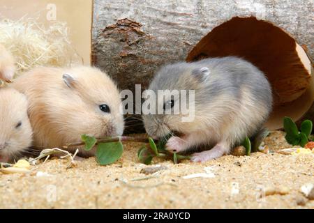 Junge russische Zwerghamster (Phodopus sungorus) Stockfoto