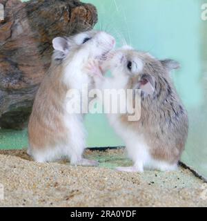 Roborovski (Phodopus roborovskii) Hamsters, Paar Stockfoto