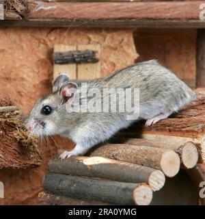 Chinesischer Zwerghamster (Cricetulus griseus), chinesischer Streifenhamster (Cricetulus barabensis), chinesischer Streifenhamster Zwerghamster Stockfoto