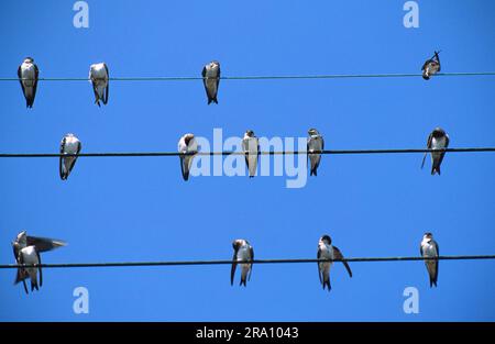 Gemeindehaus martins (Delichon urbica) auf Telefonleitungen, Swallow, Swallows, Frankreich Stockfoto