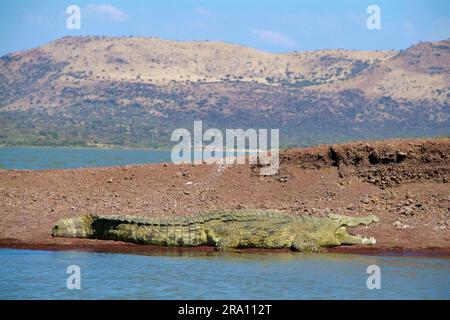 Nilotikkrokodil, Chamo-See, Südostäthiopien (Crocodylus niloticus) Stockfoto