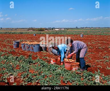 Frauen, die Kartoffeln ernten, Repupli, Kartoffeln ernten, Zypern Stockfoto