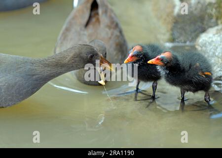 Dusky Moorhens (Gallinula tenebrosa) mit Küken, Queensland, Australien Stockfoto