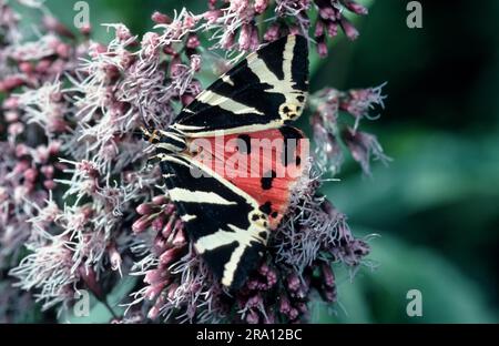 Russischer Bär, Jersey-Tiger (Euplagia quadripunctaria), Jersey-Tiger Stockfoto