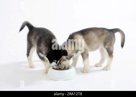 Alaska Malamutes, Welpen, 8 Wochen, Essensschüssel Stockfoto