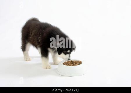 Alaska Malamute, Welpe, 8 Wochen, Fressschale Stockfoto