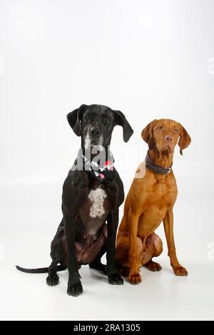 Großer Däne, weiblich, schwarz, und Magyar Vizsla, männlich, Kurzhaarige ungarische Zeiger Stockfoto
