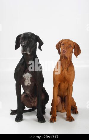 Großer Däne, weiblich, schwarz, und Magyar Vizsla, männlich, Kurzhaarige ungarische Zeiger Stockfoto