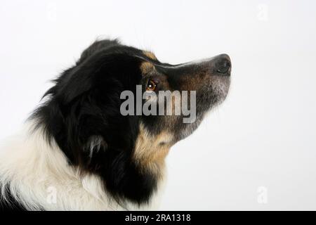 Border Collie, 7 Jahre alt, dreifarbig, alter Hund, seitlich, Profil Stockfoto