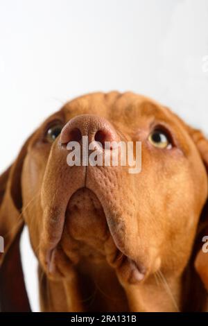 Magyar Vizsla, Ungarischer Pointing Dog Stockfoto