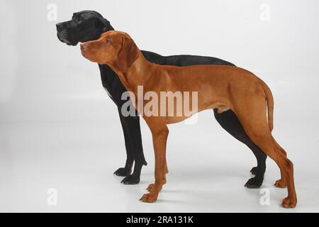 Großer Däne, weiblich, schwarz, und Magyar Vizsla, männlich, Ungarische Shorthaired-Zeiger, seitlich Stockfoto