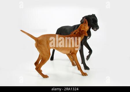 Großer Däne, weiblich, schwarz, und Magyar Vizsla, männlich, Kurzhaarige ungarische Zeiger Stockfoto