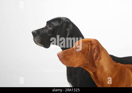 Großer Däne, weiblich, schwarz, und Magyar Vizsla, männlich, Kurzhaarige ungarische Zeiger, seitlich, Profil Stockfoto