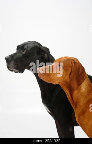 Großer Däne, weiblich, schwarz, und Magyar Vizsla, männlich, Ungarische Shorthaired-Zeiger, seitlich Stockfoto