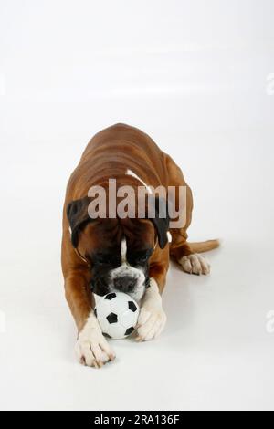 Deutscher Boxer, Männlich, 4 Jahre, Ball, Spielzeug Stockfoto