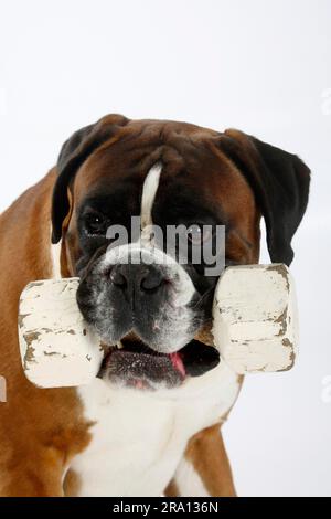 Deutscher Boxer, 4 Jahre, Kurzhantel Stockfoto