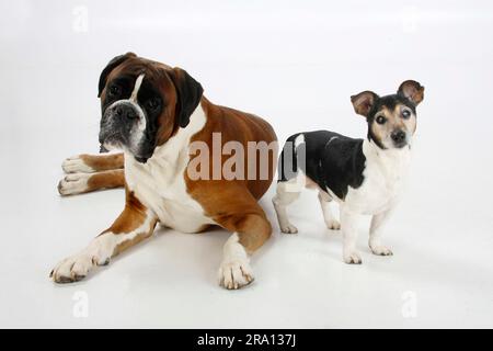 Jack Russell Terrier, dreifarbig, 13 Jahre alt, blind und deutscher Boxer Stockfoto