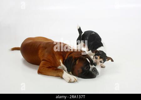 Jack Russell Terrier, dreifarbig, 13 Jahre alt, blind und deutscher Boxer Stockfoto