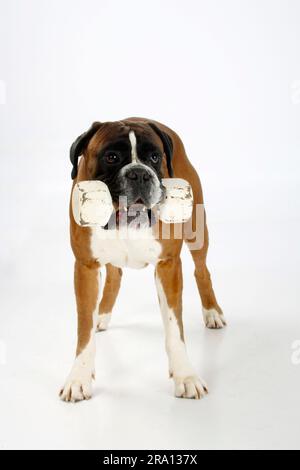 Deutscher Boxer, 4 Jahre, Kurzhantel Stockfoto