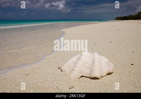 Muschel am Strand, Bikini-Insel, Bikini-Atoll, Marshallinseln, Pazifik, Mikronesien Stockfoto