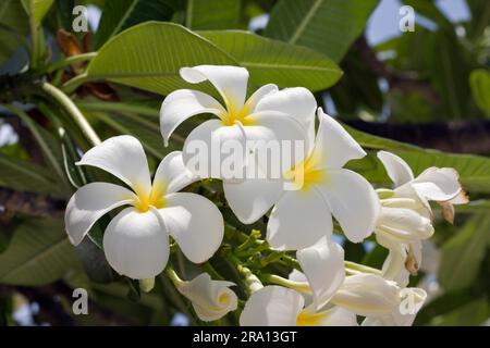 Tempelbaum, Blume, Bikini-Insel, Bikini-Atoll, Marshallinseln (Plumeria rubra), Frangipani, Pagode, Mikronesien Stockfoto