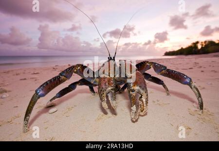 Kokosnusskrebse (Birgus latro), Bikini-Insel, Bikini-Atoll, Marshallinseln, Kokosnusskrebse, Mikronesien Stockfoto