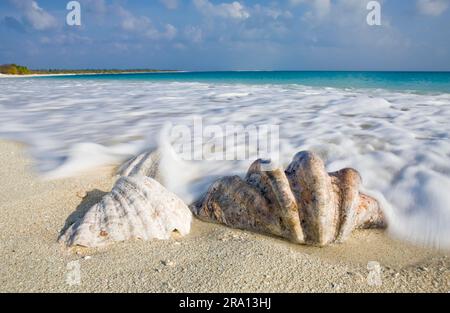 Muscheln am Strand, Bikini-Insel, Bikini-Atoll, Marshallinseln, Pazifik, Mikronesien Stockfoto