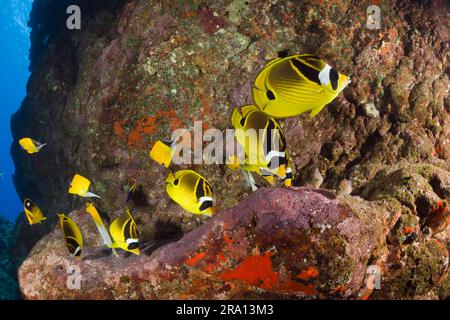 Marderbarsch-Butterflyfish (Chaetodon Lunula), die sich von den Jungfischen ernährt, Lani Cathedral, Maui Island, Hawaii, USA Stockfoto