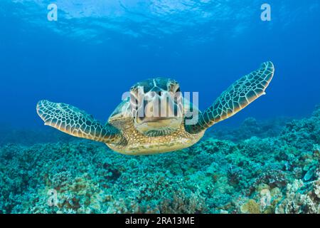 Grüne Schildkröte (Chelonia mydas), Chelonia mydas, Maui Island, Hawaii, grüne Schildkröte, Grüne Schildkröte, freigestellt, USA Stockfoto