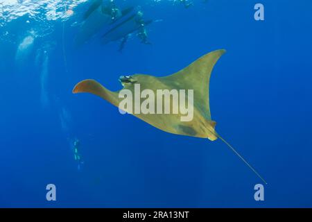 Unter dem Tauchboot liegt ein Teufelsrochen mit Sichelflossen, Prinzessin Alice Bank, chilenischer Teufelsrochen (Mobula tarapacana), Mobula mit Sichelflossen, ausgenommen, Portugal Stockfoto