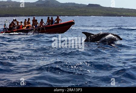 Touristen beobachten große Tümmler (Tursiops truncatus), Azoren, große Tümmler, Portugal Stockfoto