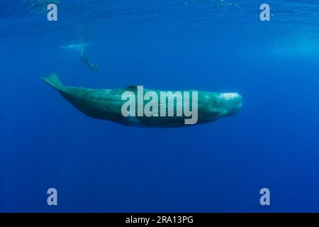 Pottwal, Azoren (Physeter macrocephalus catodon), lateral, Portugal Stockfoto