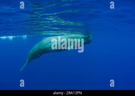 Pottwal, Azoren (Physeter macrocephalus catodon), Portugal Stockfoto