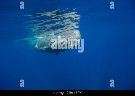 Juvenile Pottwale, Azoren (Physeter macrocephalus catodon), Portugal Stockfoto