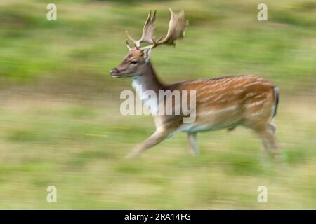 Damwild (Dama dama) Männchen, seitlich Stockfoto