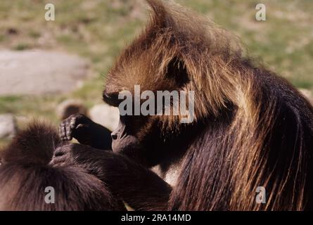 Die Gelada, manchmal auch als blutender Affe oder als Gelada-Pavian bezeichnet, ist eine Art von Affen der Alten Welt, die nur in den äthiopischen Highlands zu finden ist Stockfoto