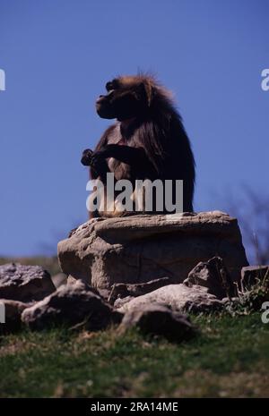 Die Gelada, manchmal auch als blutender Affe oder als Gelada-Pavian bezeichnet, ist eine Art von Affen der Alten Welt, die nur in den äthiopischen Highlands zu finden ist Stockfoto