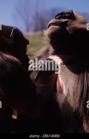 Die Gelada, manchmal auch als blutender Affe oder als Gelada-Pavian bezeichnet, ist eine Art von Affen der Alten Welt, die nur in den äthiopischen Highlands zu finden ist Stockfoto