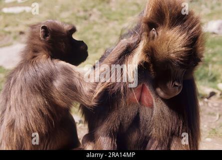 Die Gelada, manchmal auch als blutender Affe oder als Gelada-Pavian bezeichnet, ist eine Art von Affen der Alten Welt, die nur in den äthiopischen Highlands zu finden ist Stockfoto