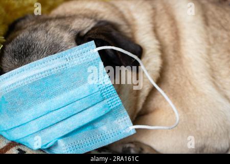Pug Dog in Medical Mask in Home Quarantine Stockfoto
