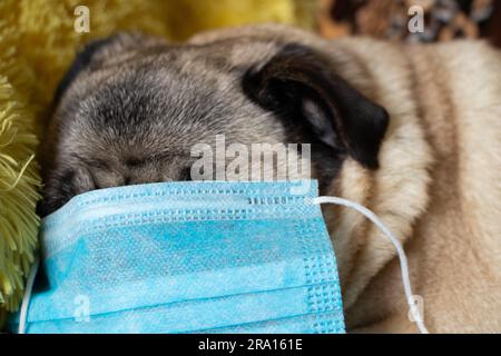 Pug Dog in Medical Mask in Home Quarantine Stockfoto