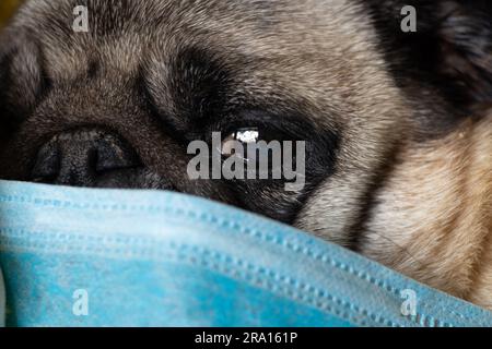 Pug Dog in Medical Mask in Home Quarantine Stockfoto