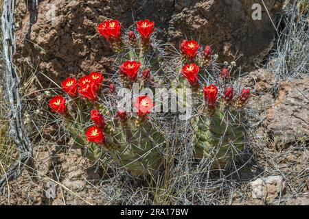Blühender Kaktus aus dem Claret Cup, Chihuahuan Desert, Big Bend Ranch State Park, Texas, USA Stockfoto
