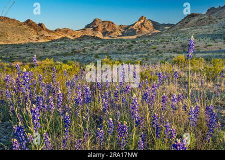 Bluebonnets blühen im März, bei Sonnenaufgang, Ross Maxwell Scenic Drive, Chihuahuan Desert, Big Bend National Park, Texas, USA Stockfoto