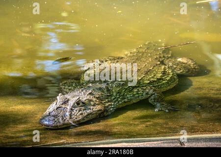 Großschnäuziger Kaiman, Caiman latirostris im Iguazu Nationalpark, Foz do Iguacu, Parana State, Südbrasilien Stockfoto